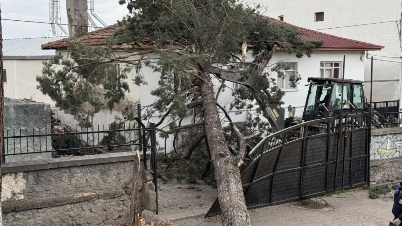 İznik’te Okul Bahçesine Çam Ağacı Devrildi: Olası Facia Tatil Sayesinde Önlenmiş Oldu