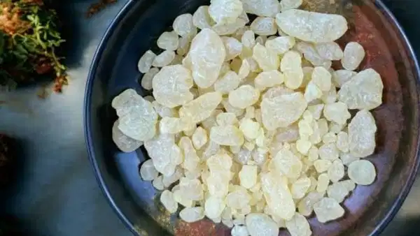 Çeşme Damla Sakızı Bilim Dünyasında: Uluslararası Araştırmaya Konu Oldu